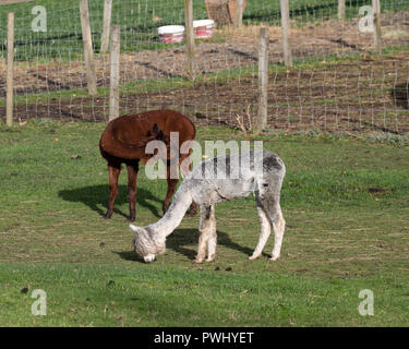 Alpakas Fütterung auf einem Bauernhof in Schottland Stockfoto