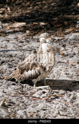 Albanien Australien, Bush Stein - Curlew ein eingeborener Boden - Wohnung Vogel Stockfoto