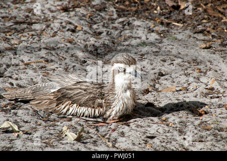 Albanien Australien, Bush Stein - Curlew ein eingeborener Boden - Wohnung vogel Nesting Stockfoto