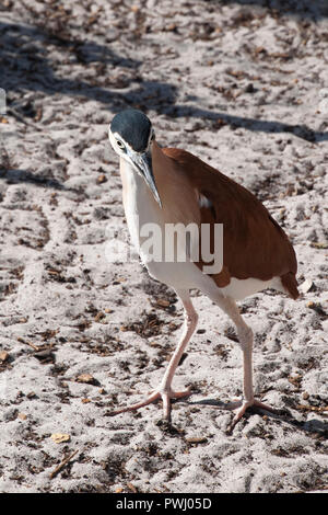 Albanien Australien, Nankeen Night Heron zu Fuß am Strand. Stockfoto