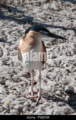 Albanien Australien, Nankeen Night Heron zu Fuß am Strand. Stockfoto