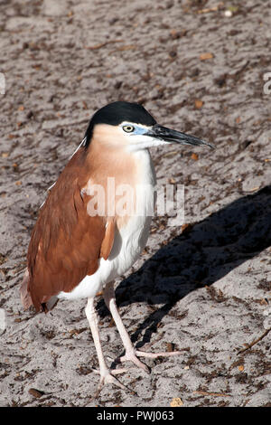 Albanien Australien, Nankeen Night Heron zu Fuß am Strand. Stockfoto