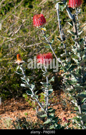 Albanien Australien, Banksia coccinea Bush in Blume Stockfoto