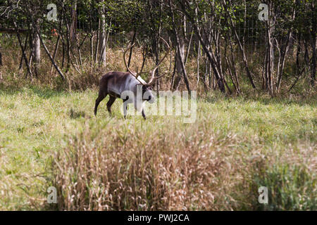 Caribou im Herbst Stockfoto