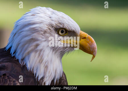 Weißkopf-Seeadler-Porträt Stockfoto