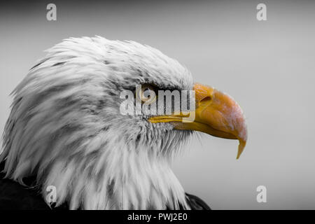 Weißkopf-Seeadler-Porträt Stockfoto