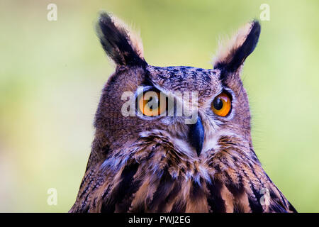 Eurasischen Uhu portrait Stockfoto