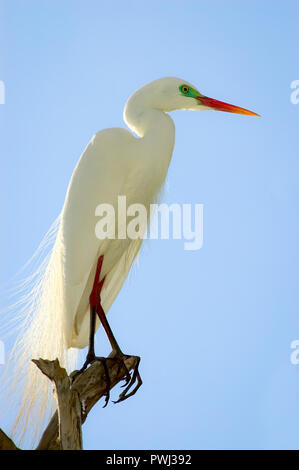 Brutsaison Intermediate Egrets (Ardea intermedia), die auf Paperbark-Bäumen thronen und bereit sind für Balzrituale in Cleveland Queensland, Australien. Stockfoto