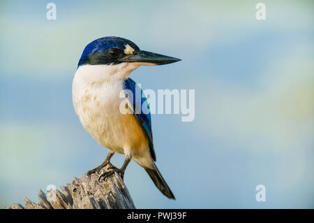 Wald Kingfisher thront auf einem alten Zaun belasten Post und hawkishly starrt auf das Ufer der Lagune auf Anzeichen von Fisch. Stockfoto