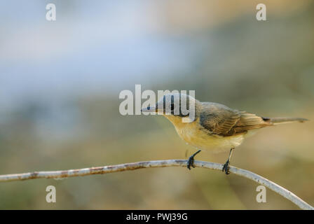 Ein jugendlicher Gerygone oder Fee warbler Sitzstangen auf einem Zweig und Scouts die Umgebung für ein Insekt Mahlzeit. Stockfoto