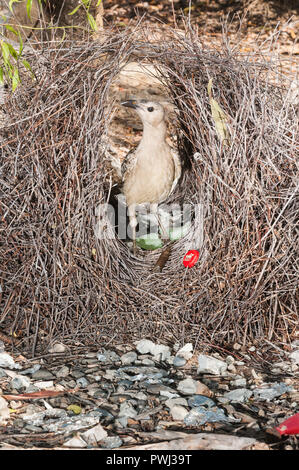 Große Bower Vogel, eifrig und anspruchsvoll Reparaturen seine Bower und bereitet Geschenke in und um seine Werbung in Bereitschaft für weibliche Ankünfte. Stockfoto