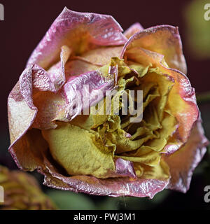 Verdorrte sterben Rosa gelb rose. Quadratische Form Schließen Sie herauf Bild. Stockfoto