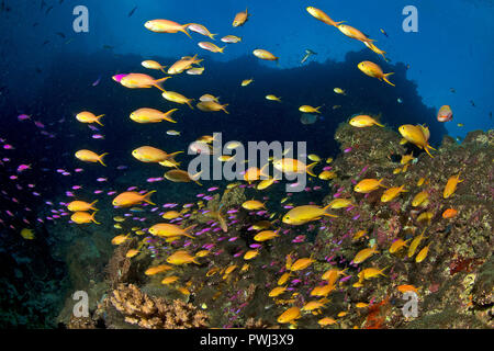 Jewel fairy basslet, Pseudanthias squamipinnis lyretail anthias (), Panglao, Bohol, Philippinen Stockfoto