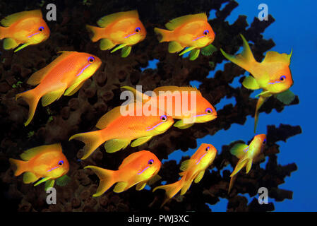 Juwelen-Fahnenbarsche (Pseudanthias squamipinnis), Malediven | Jewel fairy basslet, Pseudanthias squamipinnis lyretail anthias (), Malediven Stockfoto