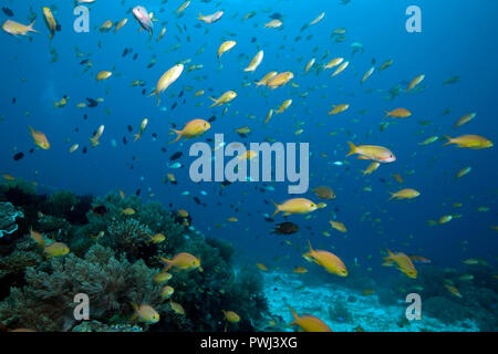 Jewel fairy basslet, Pseudanthias squamipinnis lyretail anthias (), Panglao, Bohol, Philippinen Stockfoto