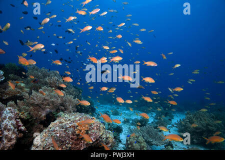 Jewel fairy basslet, Pseudanthias squamipinnis lyretail anthias (), Panglao, Bohol, Philippinen Stockfoto