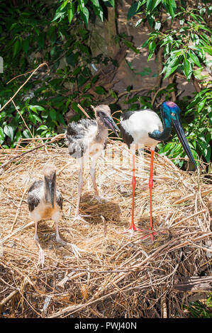 Bilder von den natürlichen Verhaltensweisen der Australischen Feuchtgebieten Wader, die Australasian Stork, Schwarz-ausschnitt Storch oder, in Australien der Jabiru. Stockfoto