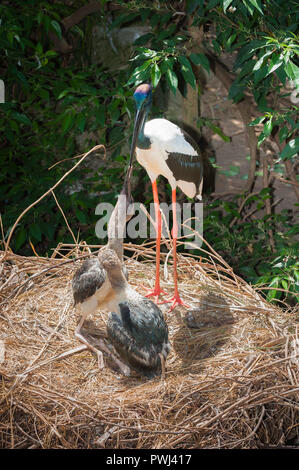 Bilder von den natürlichen Verhaltensweisen der Australischen Feuchtgebieten Wader, die Australasian Stork, Schwarz-ausschnitt Storch oder, in Australien der Jabiru. Stockfoto