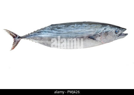 Der Atlantik Bonito (Sarda Sarda) ist eine große Makrelen - wie Fische der Familien Scombridae auf weißem Hintergrund Stockfoto