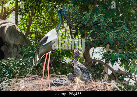 Bilder von den natürlichen Verhaltensweisen der Australischen Feuchtgebieten Wader, die Australasian Stork, Schwarz-ausschnitt Storch oder, in Australien der Jabiru. Stockfoto