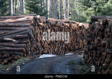 Forstverwaltung Betrieb in Clashindarroch Wald in der Nähe von Huntly, Aberdeenshire. Stockfoto