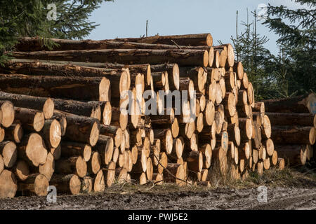 Forstverwaltung Betrieb in Clashindarroch Wald in der Nähe von Huntly, Aberdeenshire. Stockfoto