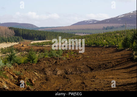 Forstverwaltung Betrieb in Clashindarroch Wald in der Nähe von Huntly, Aberdeenshire. Stockfoto