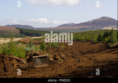 Forstverwaltung Betrieb in Clashindarroch Wald in der Nähe von Huntly, Aberdeenshire. Stockfoto