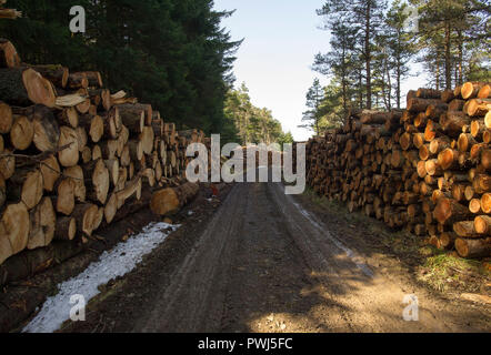 Forstverwaltung Betrieb in Clashindarroch Wald in der Nähe von Huntly, Aberdeenshire. Stockfoto