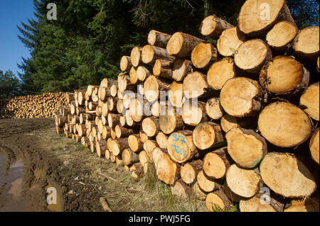 Forstverwaltung Betrieb in Clashindarroch Wald in der Nähe von Huntly, Aberdeenshire. Stockfoto