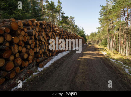 Forstverwaltung Betrieb in Clashindarroch Wald in der Nähe von Huntly, Aberdeenshire. Stockfoto