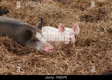 Glück kleine rosa Schwein liegend auf Stroh mit einem braunen Andere Schweine Stockfoto