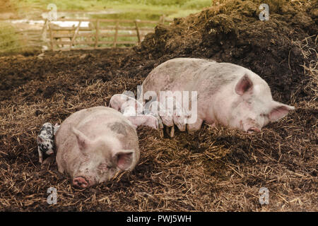 Ein Buntes Bentheimer Schwein mit mehreren gemischt andere Schweine an einem dung Heap Stockfoto