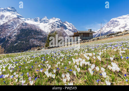 Hütte aus Stein von Crocus Blumen umgeben, Bracciascia Alp, malenco Tal, Provinz von Sondrio, Valtellina, Lombardei, Italien Stockfoto