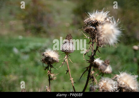 Cirsium eriophorum, das wollige Distel, ist eine krautige Biennale Arten der Gattung Cirsium. Es ist weit verbreitet in weiten Teilen Europas. Es ist ein großes, Stockfoto