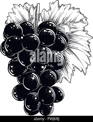 Hand gezeichnete Skizze der Trauben in schwarz auf weißem Hintergrund. Detaillierte Vintage Style Zeichnung für Poster, Dekoration und Drucken. Vector Illustration Stock Vektor