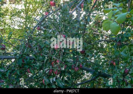 Apple tree mit reife rote Äpfel auf der Straße Stockfoto