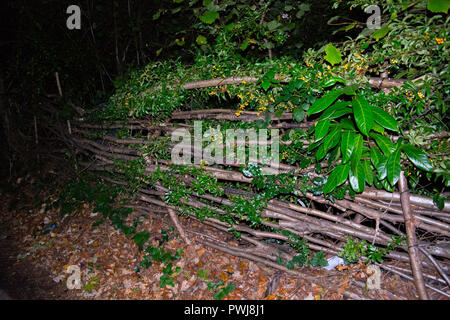 Naturen Zaun beleuchtet Stockfoto