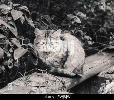 Ziemlich obdachlose Fell motley Katze an bewölkten Tag in Schwarz und Weiß Stockfoto