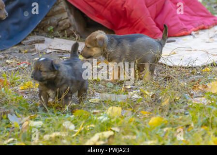 Obdachlose mongrel Welpen Spaß im Gras Stockfoto