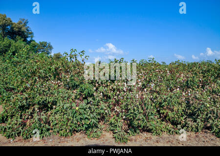 Baumwolle mit Blumen und Baumwolle. In Israel im September fotografiert. Stockfoto