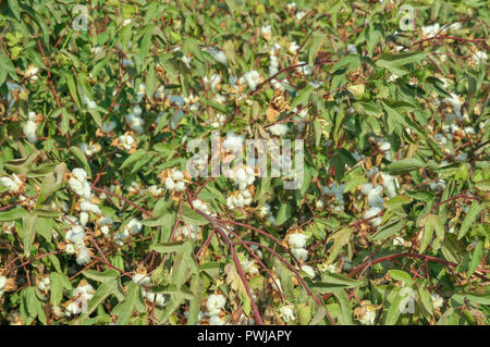 Baumwolle mit Blumen und Baumwolle. In Israel im September fotografiert. Stockfoto