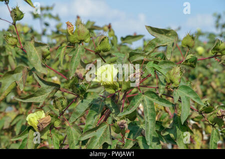 Baumwolle mit Blumen und Baumwolle. In Israel im September fotografiert. Stockfoto