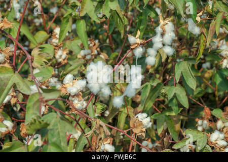 Baumwolle mit Blumen und Baumwolle. In Israel im September fotografiert. Stockfoto