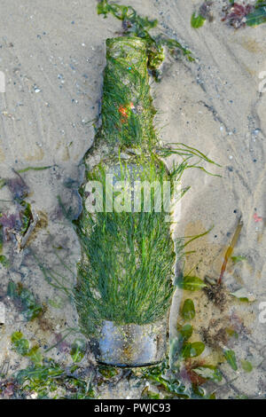 Alt, dreckig Glasflasche mit Algen bewachsen an einem Sandstrand Stockfoto