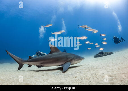 Bull Shark (Carcharhinus leucas) bei Cabo Pulmo Nationalpark, Baja California Sur, Mexiko Stockfoto