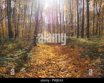 Ein Weg in den Wald mit Laub übersät. Sonnigen Tag. Herbst Landschaft. Stockfoto