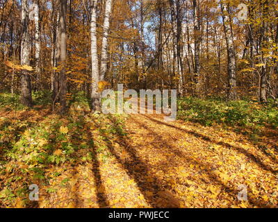 Ein Weg in den Wald mit Laub übersät. Sonnigen Tag. Herbst Landschaft. Stockfoto