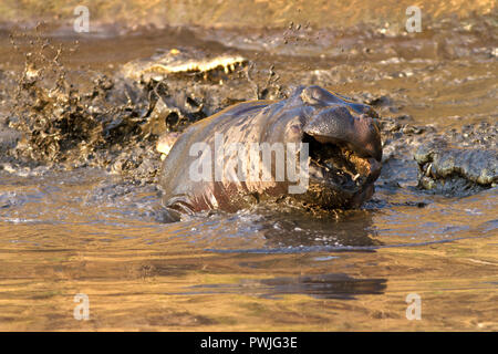 Riesige Krokodile ernähren sich die Blähungen Kadaver eines Hippo von einer großen territorialen Stier getötet Stockfoto