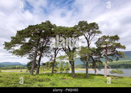 Scots Kiefern, Loch Tulla, Schottland, Großbritannien Stockfoto